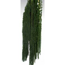 AMARANTHUS HANGING PRESERVED Dark Green